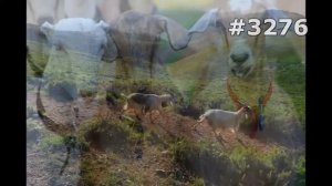 #3276. Козы (В мире животных)