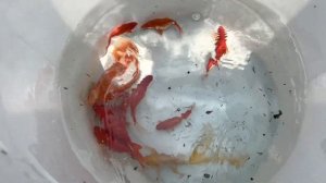 Домашний Пруд с Японскими Рыбками КОИ / Уход и Содержание