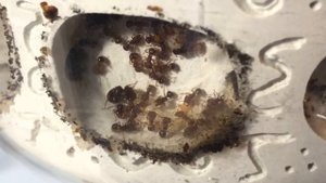Acanthomyrmex glabfemoralis . Новый Обзор!