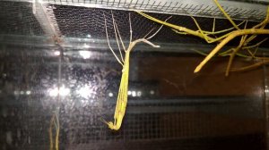 Линька аннамского палочника - the molt of Baculum extradentatum