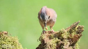 Fujifilm 150-600mm Review | X-T5 & X-H2S Wildlife Photography