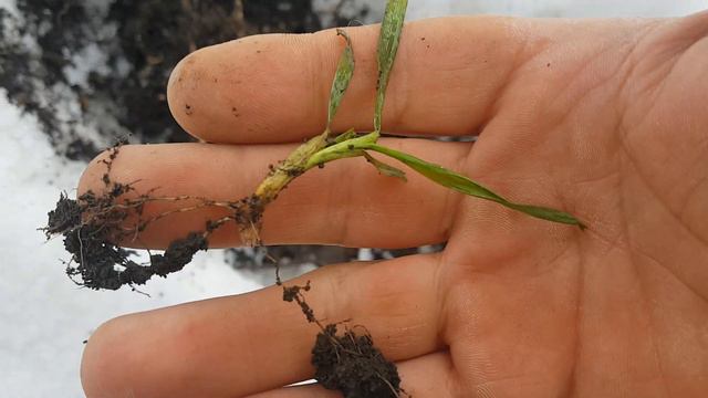 Необычно много снега на полях. смотреть онлайн