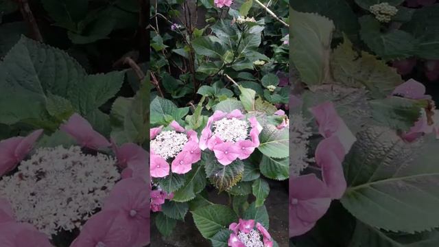 pink hydrangeas in bloom
 june 2021