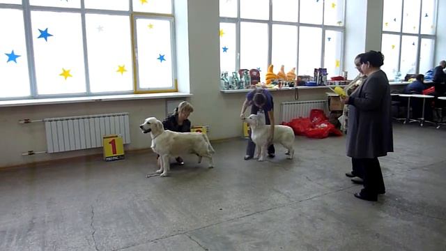 МОНО зол.ретриверов,выставка "ИМПЕРИЯ" сравнение на ЛЮ смотреть онлайн