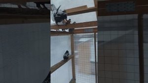 Свердловские высоколетные голуби