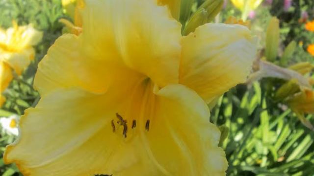 презентация цветы смотреть онлайн