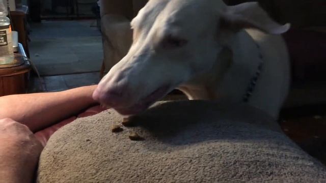 Geist, Albino Doberman, eats his kibble смотреть онлайн