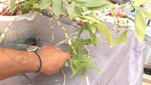 отделение деток дендробиума