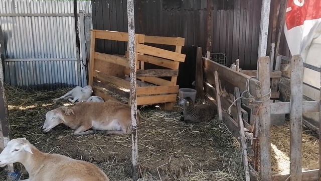 Все Катумские окотились, как цвет передается ягнятам смотреть онлайн
