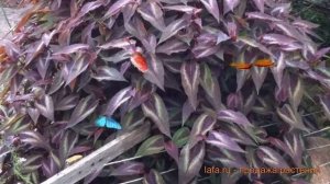 Горец мелкоголовый Ред Дрэгон ? горец Ред Дрэгон обзор: как сажать саженцы горца Ред Дрэгон