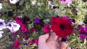 Супер петуния из своих семян. Обязательно возьму черенки. 👍👍👍