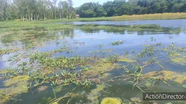 Free aquatic plants collection from flood смотреть онлайн