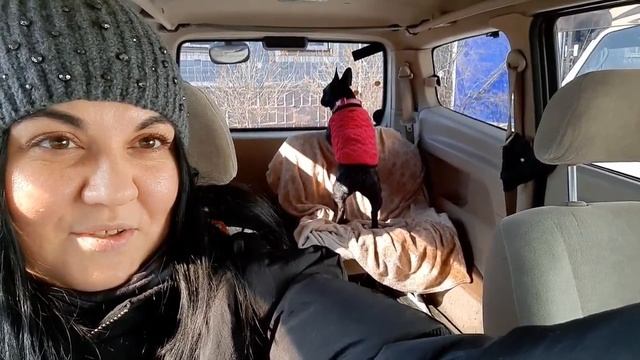 Мы видели Домового. Кто-то рубит деревья. Homeless animals. Stray dog. смотреть онлайн