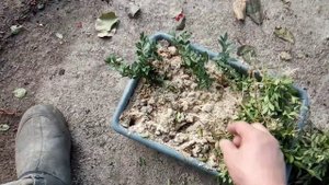 СРАВНИТЕЛЬНИЕ РЕЗУЛЬТАТЫ  ЧЕРЕНКОВАНИЯ САМШИТА В ТОРФЕ И ПЕСКЕ.ЧТО ВЫШЛО!?