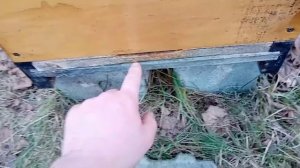 защита улья от синиц зимой.