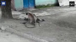 Попытки обезьяны воскресить сородича попали на видео!