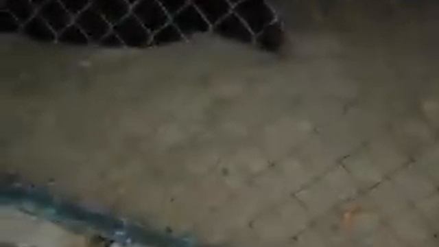 немного белгородского зоопарка.AVI смотреть онлайн