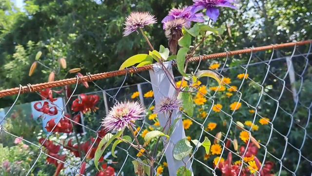 ВОСХИЩАЮСЬ КЛЕМАТИСАМИ В СВОЁМ САДУ! ПОЛЮБУЕМСЯ ЭТОЙ КРАСОТОЙ ВМЕСТЕ! смотреть онлайн