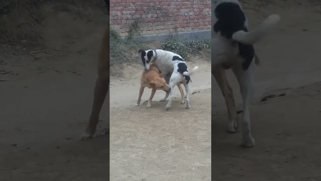 dog fighting#batao#kon jitaga#viralshort #tranding video