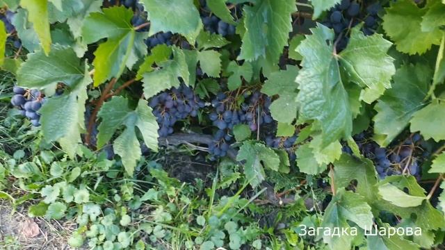 Наш сад 2022. Виноград смотреть онлайн