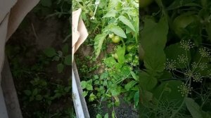 ?помидоры  загнивают! что сделать чтобы не чернели помидоры??⛔