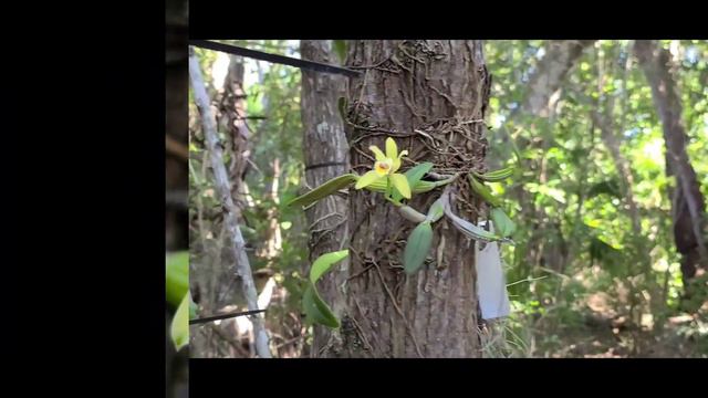 Cattleya luteola ... blooming November 24, 2021 смотреть онлайн