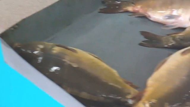 Какая рыба продается на рынках Краснодарского края смотреть онлайн