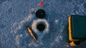 Щука всегда будет ловиться  шикарным уловом ! Толковое обучение ловли щуки на жерлицы зимой