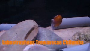 ???TOP 13 BELLY MBUNA CICHLIDS MOST BEAUTIFUL IN THE WORLD ??? CICLIDOS MBUNAS MALAWI EN EL MUNDO??