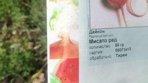 Дайкон или японская редька. Пробный посев трёх сортов