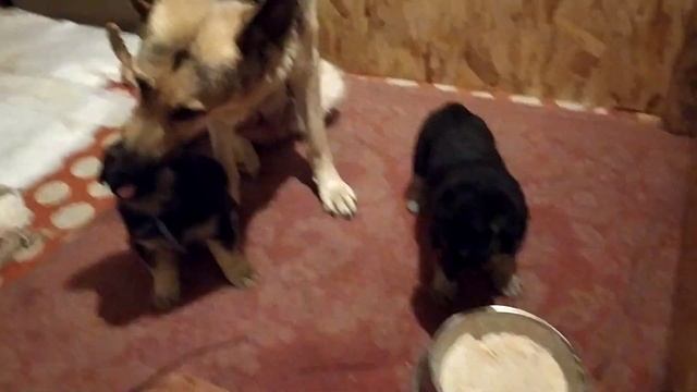 Мои щеночки смотреть онлайн