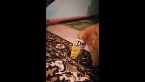Подборка смешных котов / нарушители порядка!