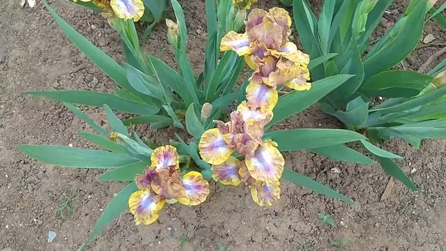 1. Карликовый ирис Arvo/ Aрво смотреть онлайн