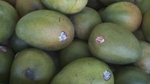 Как выбрать спелый и вкусный манго в магазине. Как сделать манго вкусным