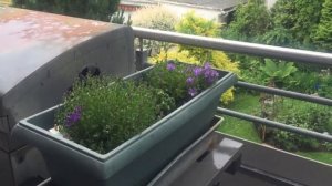 Сегодня воскресенье -девочкам печенье, а мальчишкам дуракам толстой палкой по бокам.