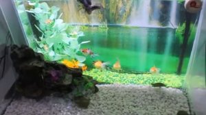 Акватеррариум двойной для рыб и черепах