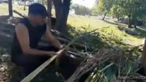 Заготовка рогоза (чакана) для плетения