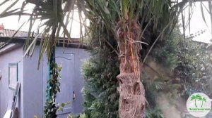 Пальмы в Ростове. Зима 2021.(1 часть)