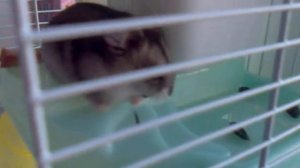 Как пьет хомяк