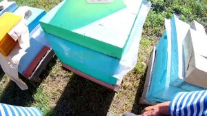 Чья вощина лучше