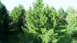 Кедр сибирский, часть 1. "Императорские новости"