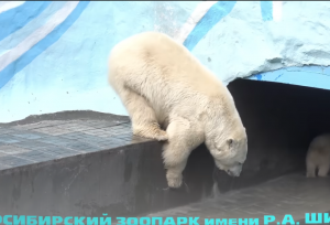 Медвежата испугались за маму когда она прыгнула в воду.