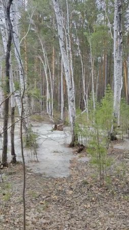 Я в весеннем лесу пил берёзовый сок