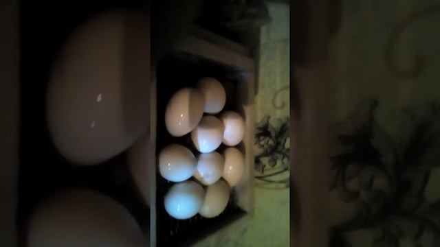 Как опрыскивать утиное яйцо в инкубаторе.
