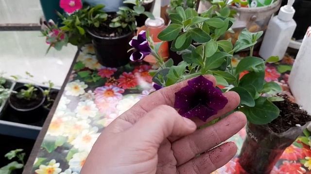 Черенки с Виолы подросли .Обзор. смотреть онлайн