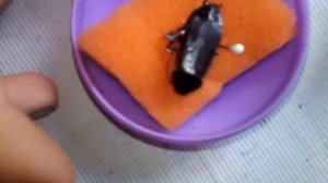 Чёрный таракан и новые полепки из пластилина