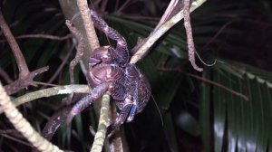 World's LARGEST Coconut CRAB {Catch Clean Cook} Asuncion Island, CNMI