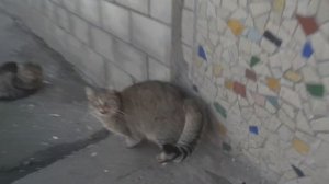 Дворовые коты метят территорию / Yard cats mark territory
