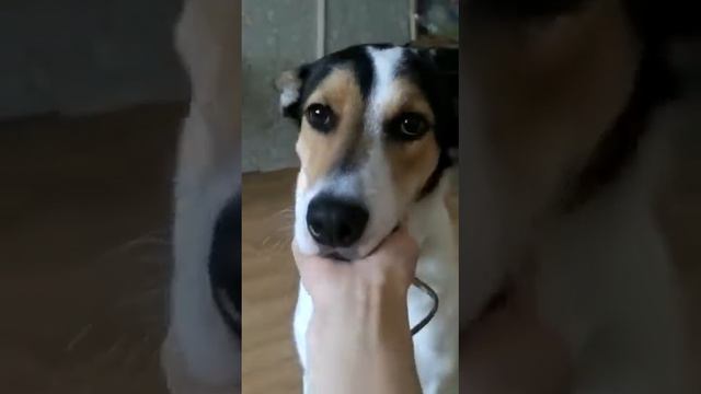 Он даже не понимает, что скоро его увезут из дома. смотреть онлайн