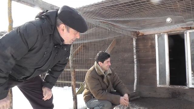 Индюки / В хозяйстве Березино. Разведение, содержание, корм, уход.